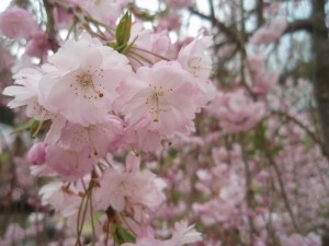 しだれ桜がとても綺麗でした　(*^_^*)